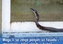 Mogu li se zmije penjati uz fasadu i stepenice i tako ulaziti u kuće? STIGAO JE ODGOVOR