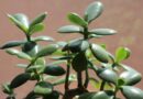 Crassula Ovata – Biljka koja simbolično privlači pozitivnu energiju i blagostanje