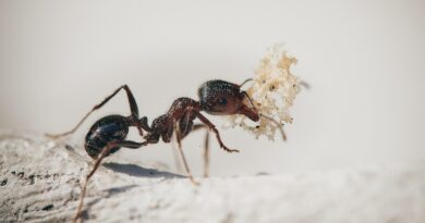 Šta nam mravi poručuju? Drevna vjerovanja o značenju mrava u domaćinstvu