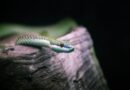 Neobična crvena zmija u Rožajama: Šta znamo i kako pomoći očuvanju biodiverziteta