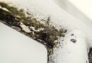 💧 Imate problem sa vlagom i buđi? Ove biljke mogu da pomognu!