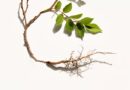 🌿 Prirodno sredstvo protiv korova koje imate u kuhinji: So kao prirodni herbicid
