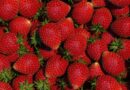 Snaga jednog gesta: Priča s pijace