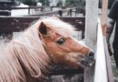 🐴 Koji konj vas najviše privlači? Simbolički test ličnog utiska