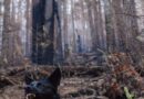 Kako se ponašati u prisustvu psa: Saveti stručnjaka za bezbedno kretanje