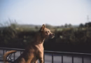 🐕 Najbolje pasmine pasa za zaštitu porodice i doma: Vjerni čuvari uz pravu obuku
