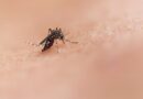 Prirodna zaštita od komaraca: jednostavno rješenje za prijatnije ljetne večeri