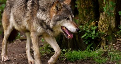 Šuma ne zaboravlja: Priča o starcu, vukovima i pravom gospodaru prirode