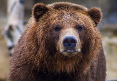 Ilija i Brundo: priča o hrabrosti i saosećanju