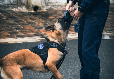 Dirljiva priča o vezi čoveka i psa koja je nadahnula prisutne u sudnici Dirljiva priča o vezi čoveka i psa koja je nadahnula prisutne u sudnici