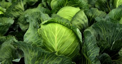 Kako pravilno kisiti futoški kupus: savjeti Slobodanke iz Futoga Kako pravilno kisiti futoški kupus: savjeti Slobodanke iz Futoga