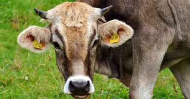 Priča o žrtvi koja mijenja živote: Kako je Stana dokazala da dobrota uvijek pronađe svoj put