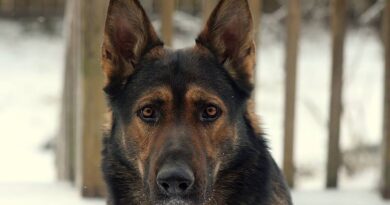 Kada pas postane heroj: kako je Rick spasao život i naučio vlasnicu važnu lekciju o poverenju