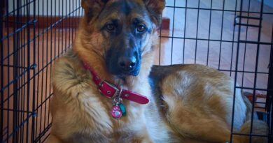 Priča o pronađenoj nemačkoj ovčarki i neočekivanom otkriću veterinara