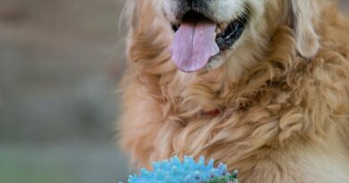 Zašto je ponavljao ime Marfi: dirljiva priča o čovjeku, psu i snazi privrženosti