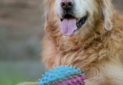 Zašto je ponavljao ime Marfi: dirljiva priča o čovjeku, psu i snazi privrženosti