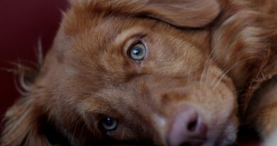 Poslednji oproštaj koji je promenio sve: priča o Aldenu, psu Ričiju i ljudskosti koja nadilazi pravila