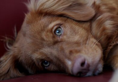 Poslednji oproštaj koji je promenio sve: priča o Aldenu, psu Ričiju i ljudskosti koja nadilazi pravila