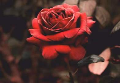 Ruža koja je sačuvala ljubav: Tiha priča o obećanju koje traje Ruža koja je sačuvala ljubav: Tiha priča o obećanju koje traje