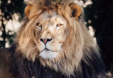 Koju životinju ste prvo primetili? Zabavni test ličnosti zasnovan na intuiciji Koju životinju ste prvo primetili? Zabavni test ličnosti zasnovan na intuiciji