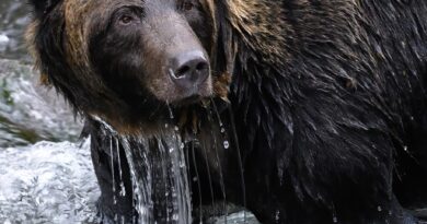 Hrabrost iz saosećanja: Priča o Iliji i Brundu