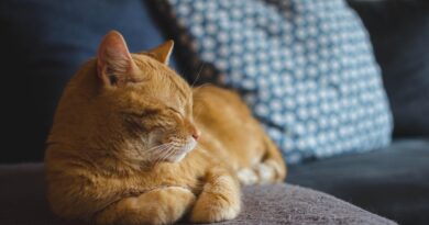 Zašto vas mačka prati svuda, čak i do kupatila: znakovi privrženosti koje mnogi ne prepoznaju