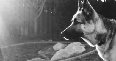 Uloga psa kao čuvara: Kako je Rick spasio život i podsetio nas na moć životinjskog instinkta