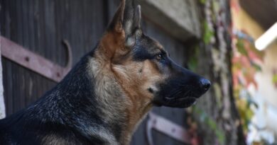 Kako je pas spasao svoju vlasnicu iz požara: priča o hrabrosti koja menja život