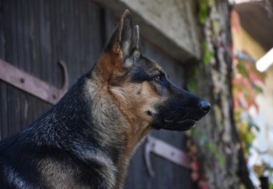 Kako je pas spasao svoju vlasnicu iz požara: priča o hrabrosti koja menja život Kako je pas spasao svoju vlasnicu iz požara: priča o hrabrosti koja menja život