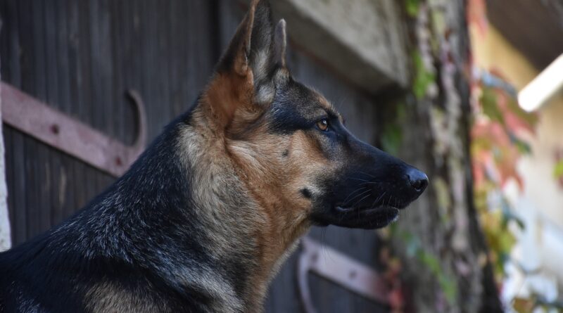 Kako je pas spasao svoju vlasnicu iz požara: priča o hrabrosti koja menja život Kako je pas spasao svoju vlasnicu iz požara: priča o hrabrosti koja menja život