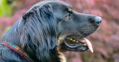 Pas kojeg su se svi bojali i starac koji je vidio istinu: Priča o predrasudama, hrabrosti i povjerenju