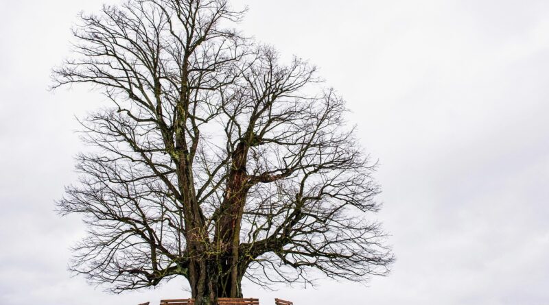 Kako pripremiti dom za uspješnu 2026. godinu: Praktični koraci za svjež početak Kako pripremiti dom za uspješnu 2026. godinu: Praktični koraci za svjež početak