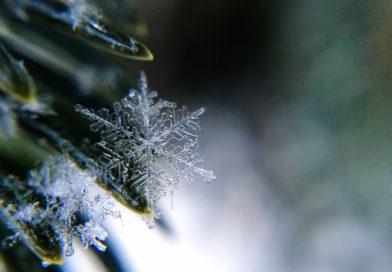 Nadstrešnica klizališta u Inđiji srušena, srećom bez povređenih Nadstrešnica klizališta u Inđiji srušena, srećom bez povređenih