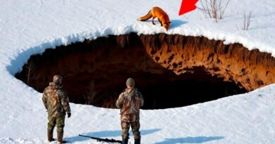 Lisica koja je vodila do spasa: zimska priča sa ivice ponora