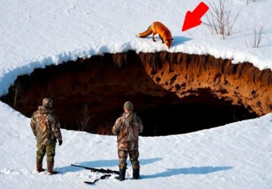 Lisica koja je vodila do spasa: zimska priča sa ivice ponora