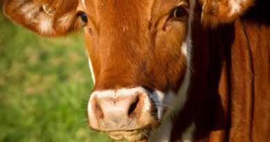 Žrtva ljubavi: Kako je otac verovao u sina i promenio sudbinu svog sela