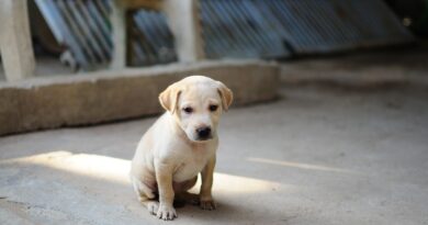Štenac koji je vratio nadu: kako je jedna porodica pronašla snagu onda kada su svi mislili da je više nema