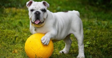 Kada je auto-put stao zbog pasa: priča o haosu, hrabrosti i ljudskoj solidarnosti