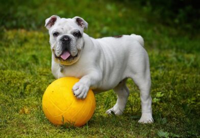 Kada je auto-put stao zbog pasa: priča o haosu, hrabrosti i ljudskoj solidarnosti