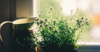 Tri feng šui biljke koje trebate imati u domu u Novoj godini: Sreća, ljubav i prosperitet