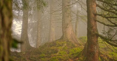 Odbijeni od svoje dece, pronašli su skrivenu kuću – istina koja je promenila sve