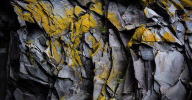 Susret sa strahom: Kako me mali gušter naučio hrabrosti i sažaljenju