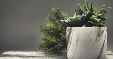 Čuvarkuća za zdravlje: šta se dešava kada je jedete svaki dan