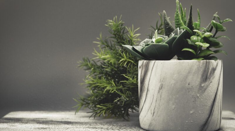 Čuvarkuća za zdravlje: šta se dešava kada je jedete svaki dan Čuvarkuća za zdravlje: šta se dešava kada je jedete svaki dan