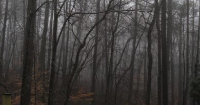 Tajni glasnici prirode: simbolička moć sova, guštera i drugih životinja