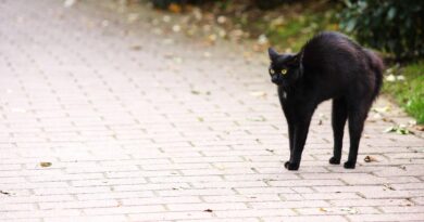 Petak 13 kao prilika za novi početak Tri horoskopska znaka kojima donosi talas optimizma