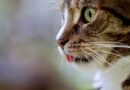 Duhovne refleksije o značenju imati mačku u domu