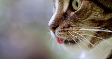 Duhovne refleksije o značenju imati mačku u domu