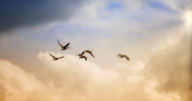 Zašto sanjamo osobe koje su preminule? Psihološka i emotivna objašnjenja snova