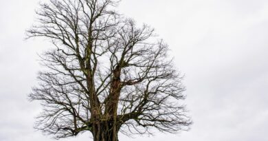 Drvo želja: izaberite broj i otkrijte poruku svoje podsvijesti